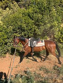 Cavalla da trekking Appendix