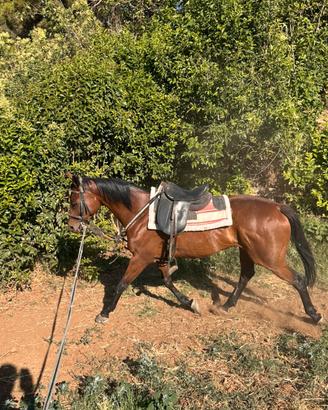 Cavalla da trekking Appendix