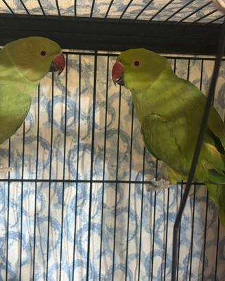 Animali