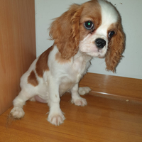 Cucciola Cavalier King blenheim con Pedigree ENCI