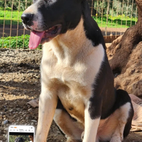 Drago/Lara 10mesi mix Pitbull zero richieste.SUD