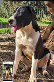 Drago/Lara 10mesi mix Pitbull zero richieste.SUD
