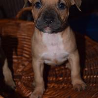Cuccioli di Pitbull