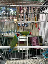 Diamanti del Gould