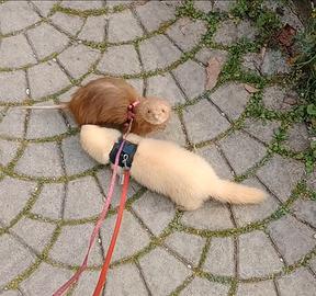 C.e. r. C.o. furetto