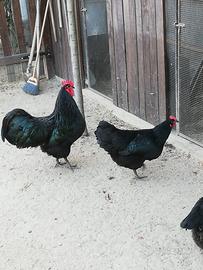 Galline australorp e marans