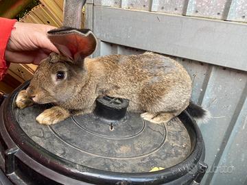 Conigli giganti delle fiandre