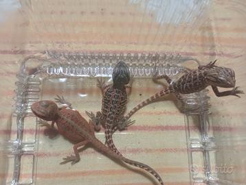 Pogona