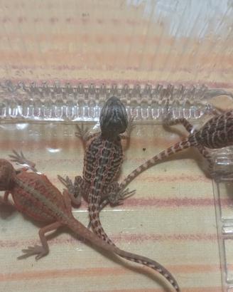 Pogona
