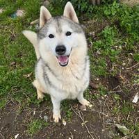 Siberian husky