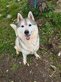 Siberian husky