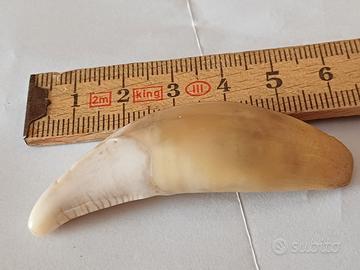 dente di leone 