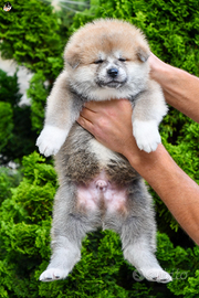 Cuccioli Akita inu