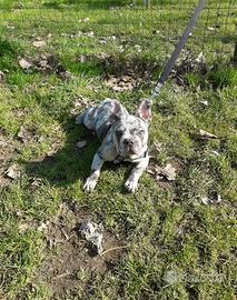 Bulldog francese MERLÉ X MONTA