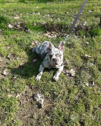 Bulldog francese MERLÉ X MONTA