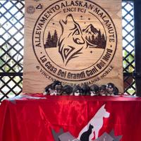 Cuccioli Alaskan malamute