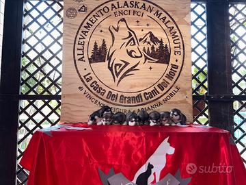 Cuccioli Alaskan malamute