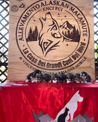 Cuccioli Alaskan malamute