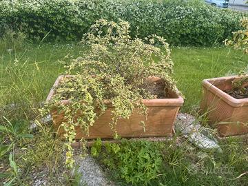 Fioriere con cotonaster siepe