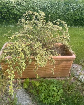 Fioriere con cotonaster siepe