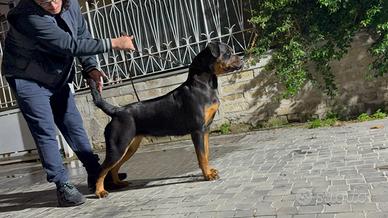Femmina Rottwailer