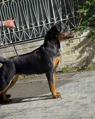 Femmina Rottwailer