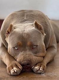American Bully XL per MONTA
