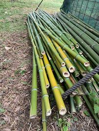 Canne bambù orto tutori