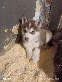 Cucciolo Siberian husky