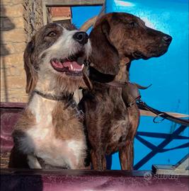 Cani da caccia