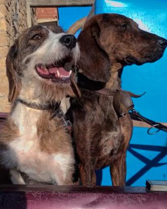 Cani da caccia