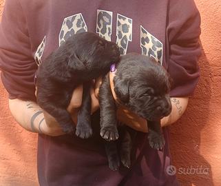 Cuccioli di labrador