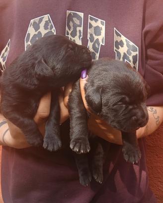 Cuccioli di labrador