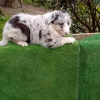 Border collie