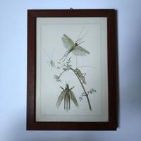 Quadro con litografia botanica Grande Sauterelle V