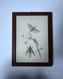 Quadro con litografia botanica Grande Sauterelle V