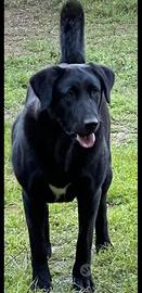 Cuccioli del Pastore Asia Centrale