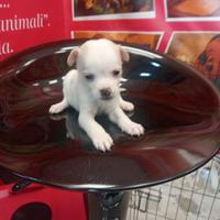 Chihuahua mini toy maschio