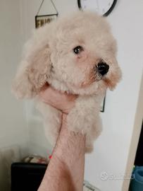 Barboncina champagne