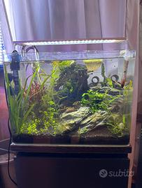 acquario