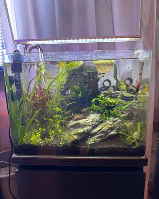 acquario