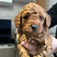 Barboncini Colore Red