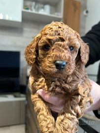 Barboncini Colore Red