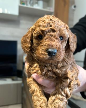 Barboncini Colore Red