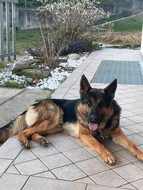 pastore tedesco con pedigree