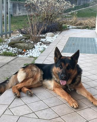 pastore tedesco con pedigree