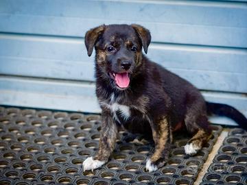 Cucciola femmina pastore tedesco labrador