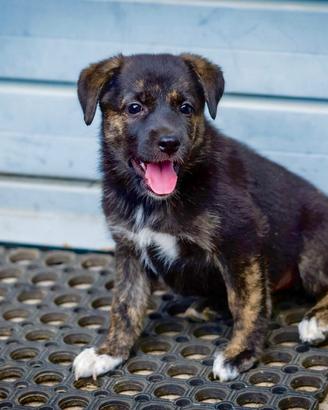Cucciola femmina pastore tedesco labrador