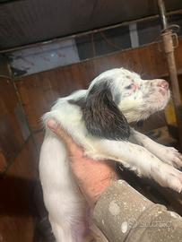 Tre Cucciole setter inglese bianco fegato