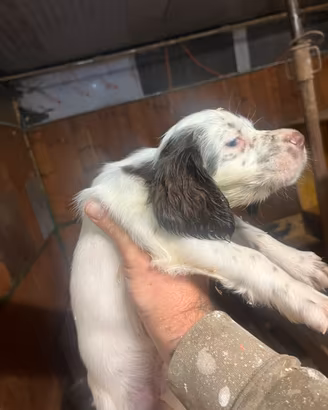 Tre Cucciole setter inglese bianco fegato